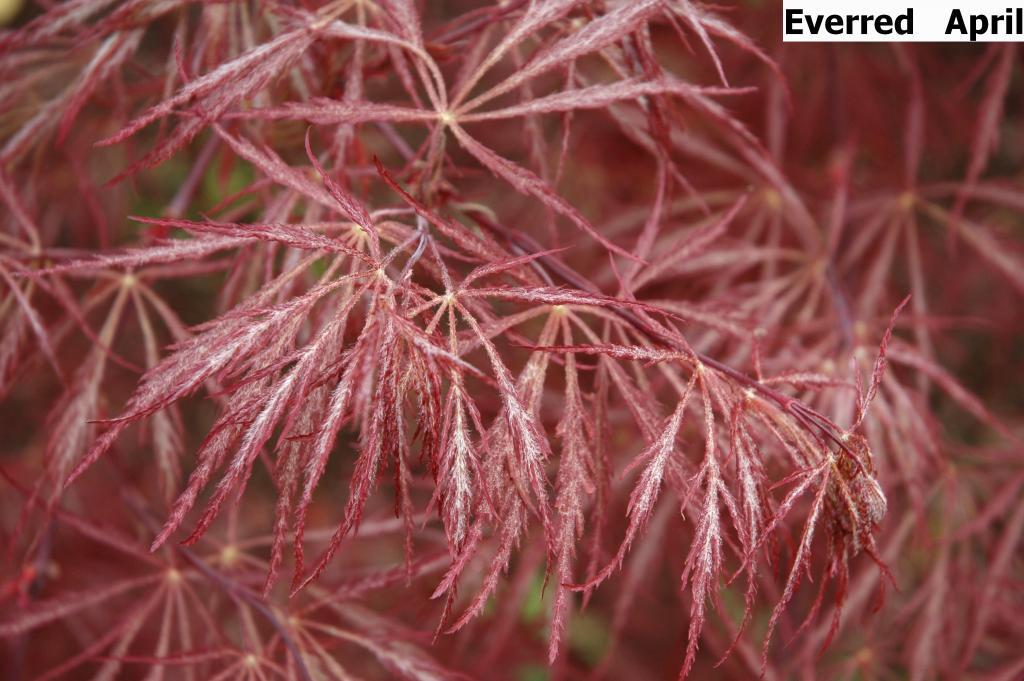 Acer palmatum var. dissectum 'Everred'