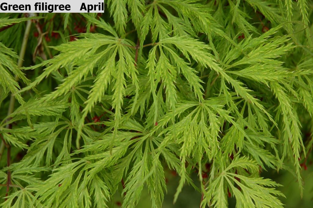 Acer palmatum var. dissectum 'Filigree'
