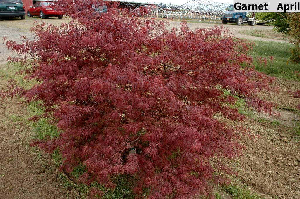 Acer palmatum var. dissectum 'Garnet'