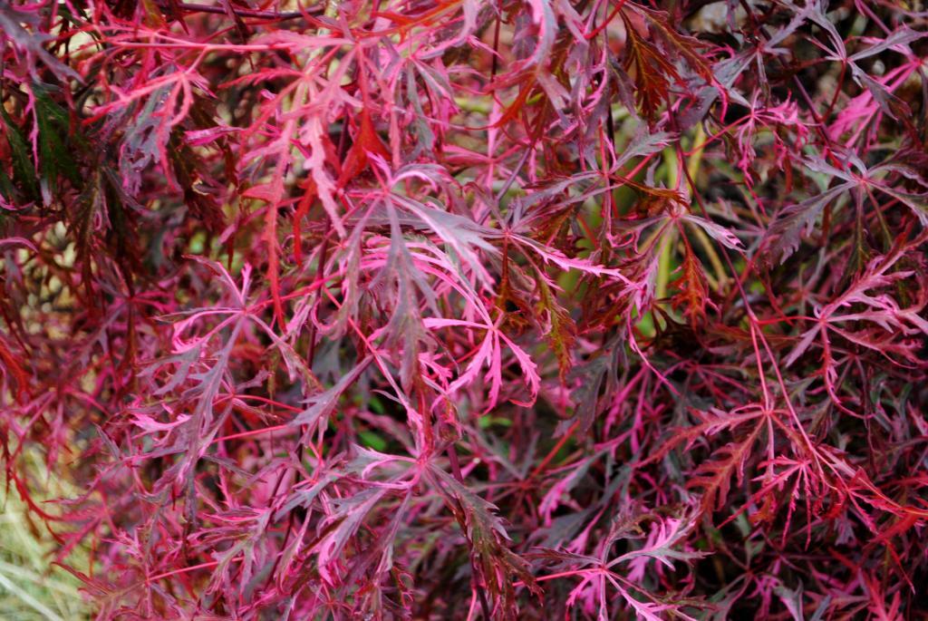 Acer palmatum var. dissectum 'Hana matoi'