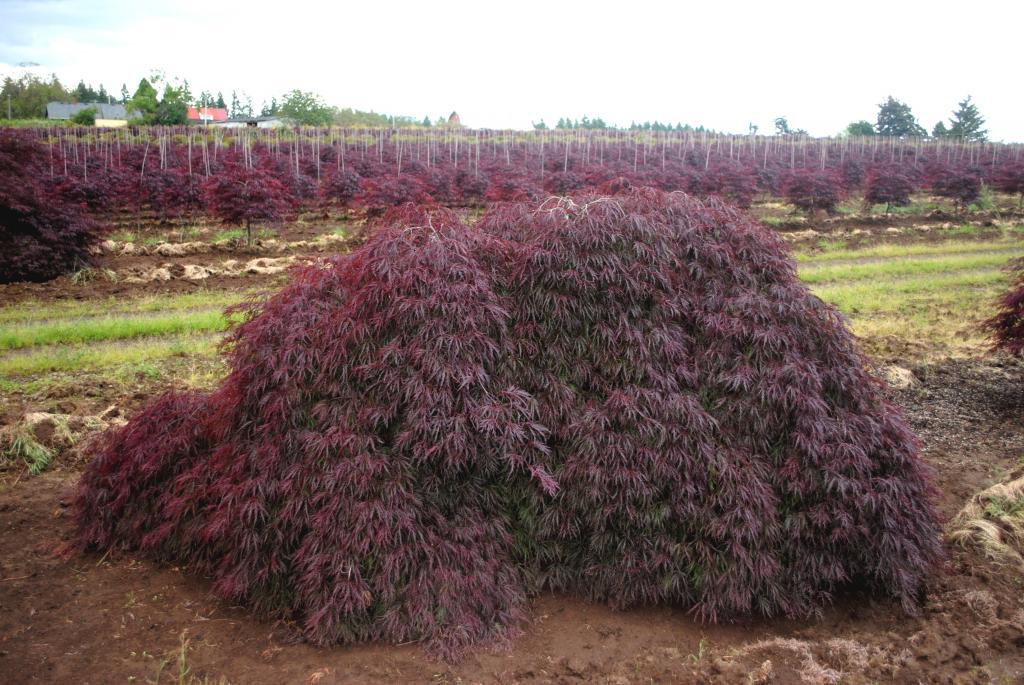 Acer palmatum var. dissectum 'Inaba shidare'