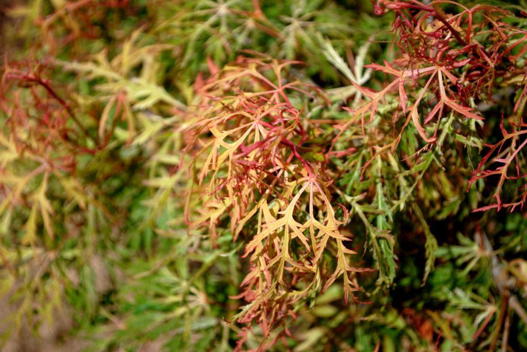 Acer palmatum var. dissectum 'Lemon Lime Lace'