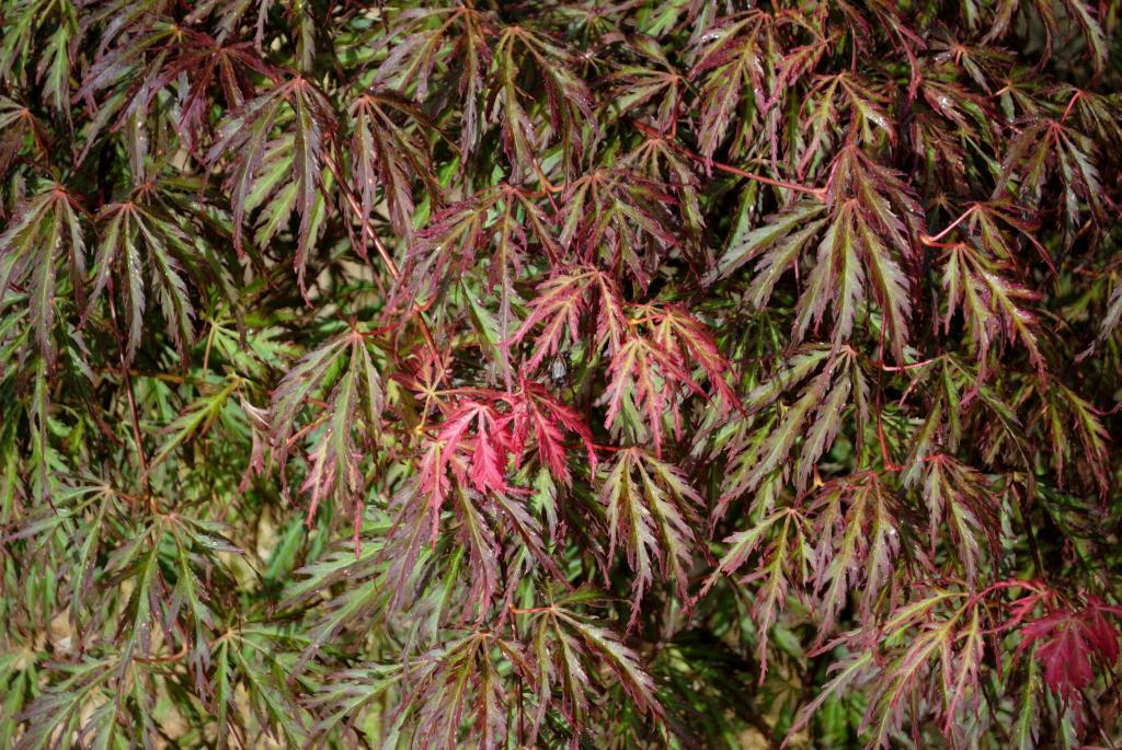 Acer palmatum var. dissectum 'Orangeola'