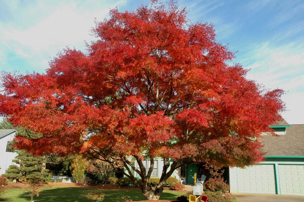 Acer palmatum var. dissectum 'Seiryu'