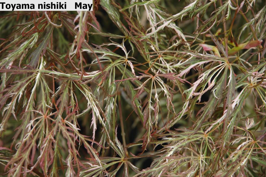 Acer palmatum var. dissectum 'Toyama Nishiki'