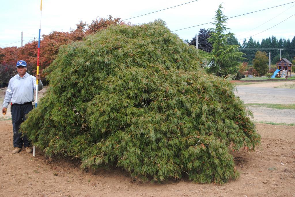 Acer palmatum var. dissectum 'Viridis'