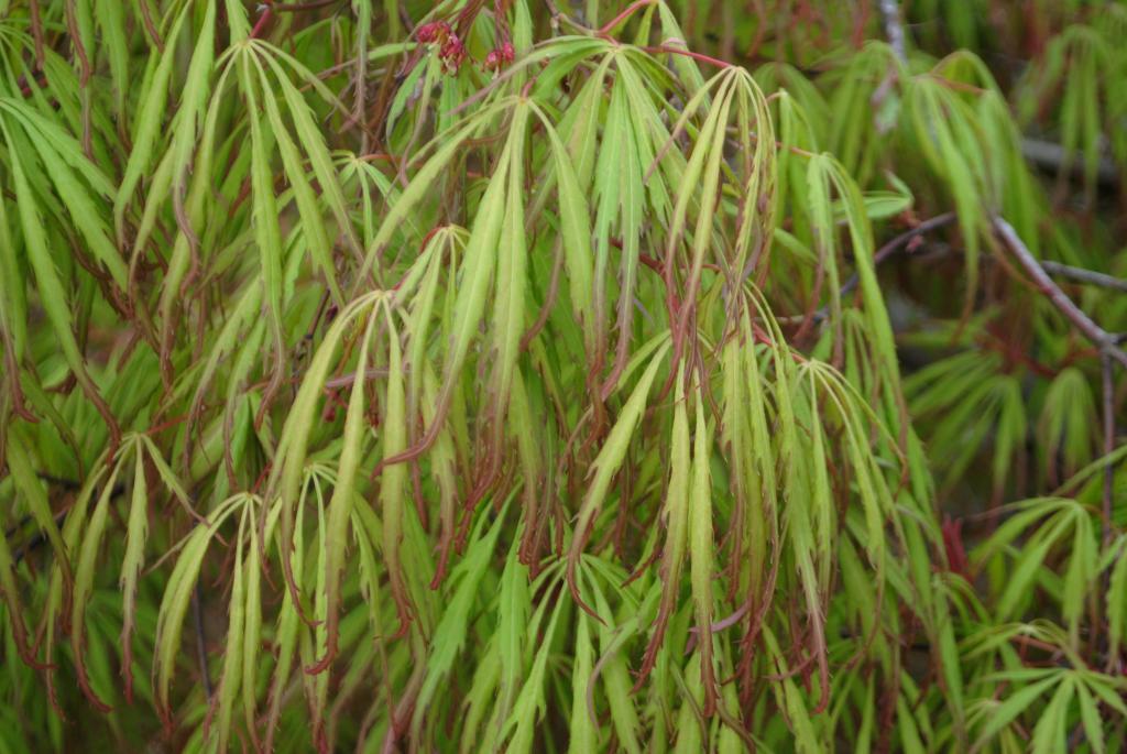 Acer palmatum 'Spring Delight'
