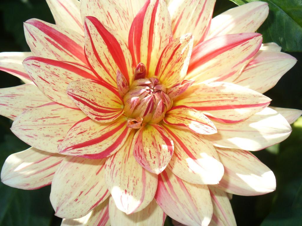 Dahlia 'Awe Shucks'