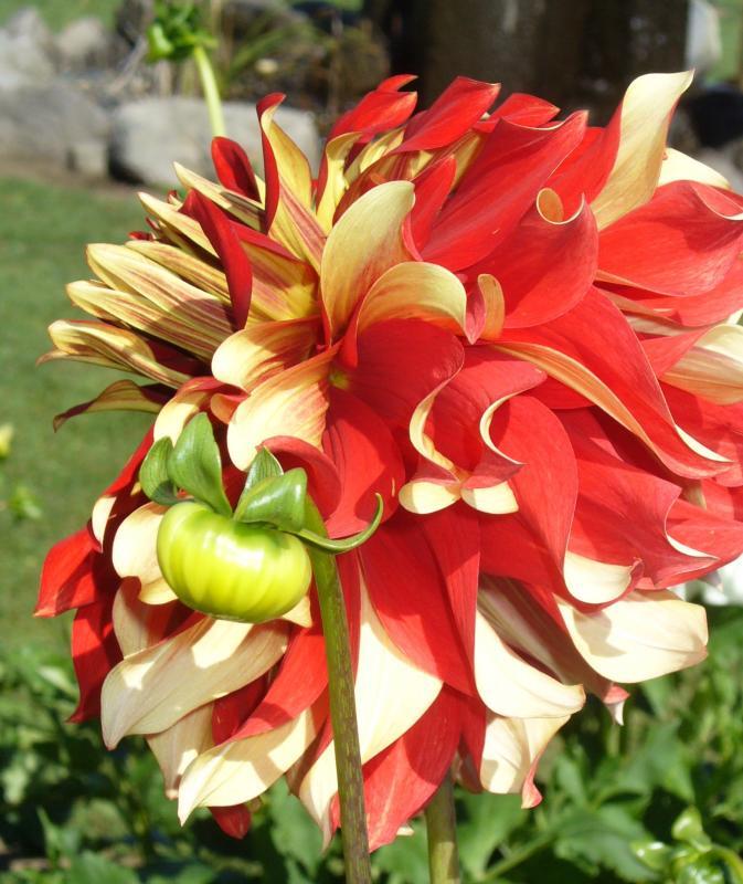 Dahlia 'Bodacious'