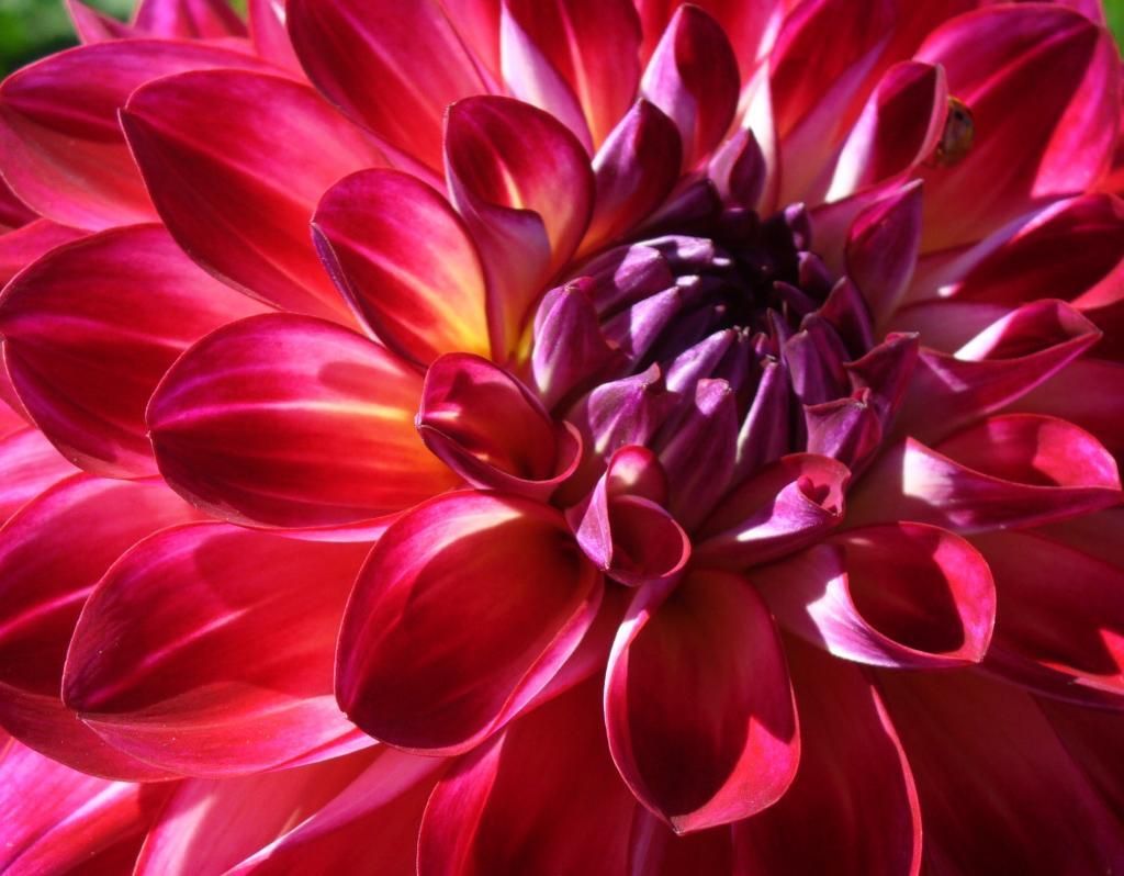 Dahlia 'Brittany Rey'