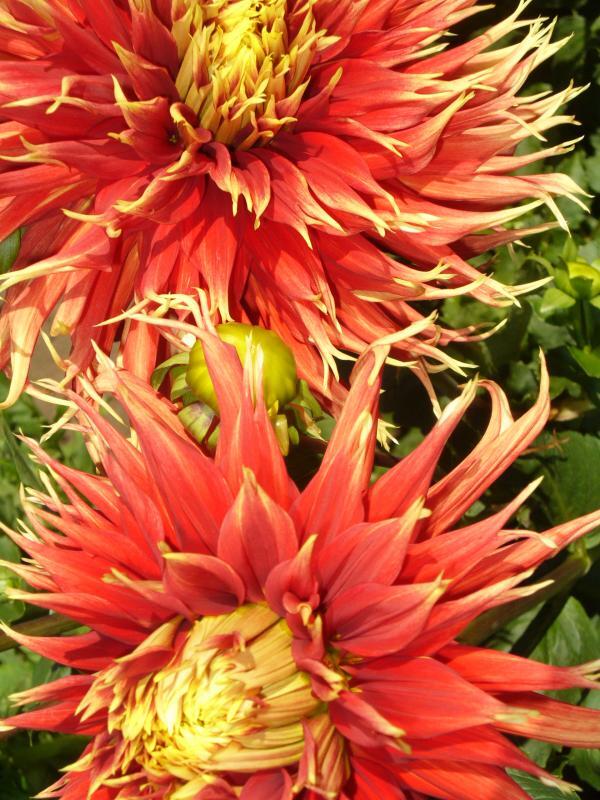 Dahlia 'Show & Tell'