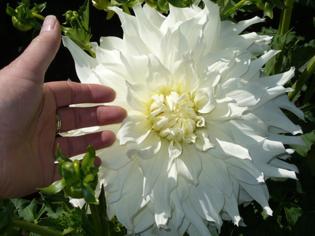 Dahlia 'Walter Hardistey'