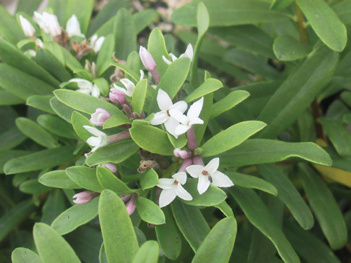 Daphne x transatlantica