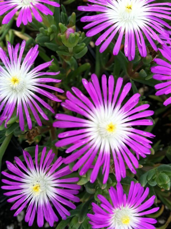 Delosperma 'Starburst'