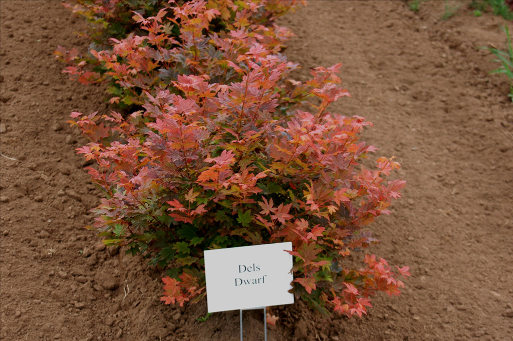 Acer circinatum 'Del's Dwarf'
