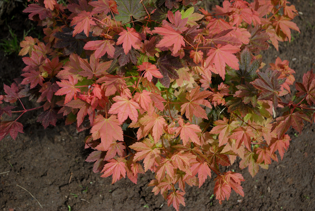 Acer circinatum 'Del's Dwarf'