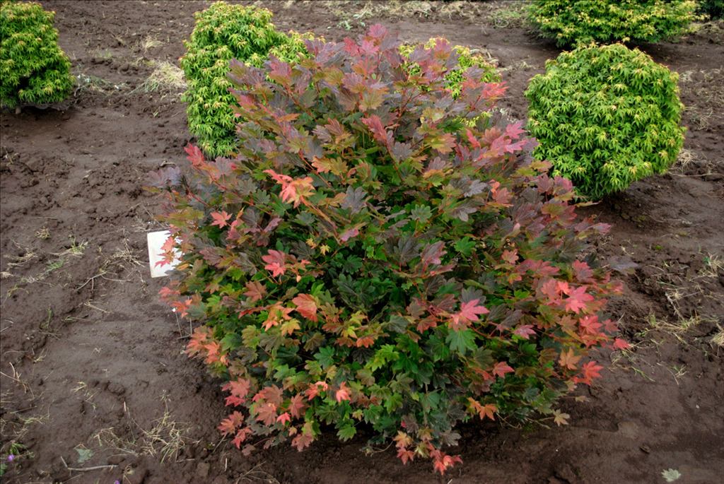 Acer circinatum 'Del's Dwarf'