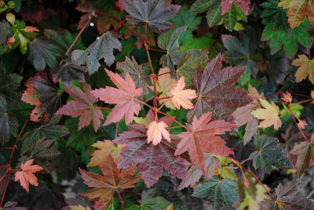 Acer circinatum 'Del's Dwarf'