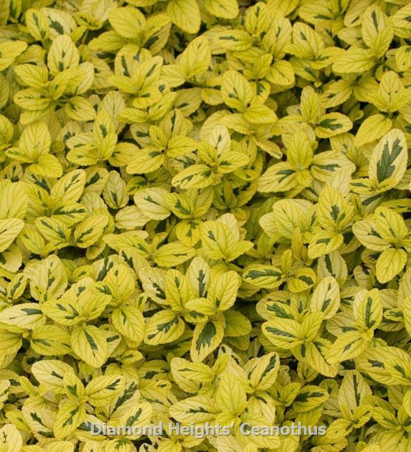 Diamond Heights Ceanothus | Sunset Western Garden Collection