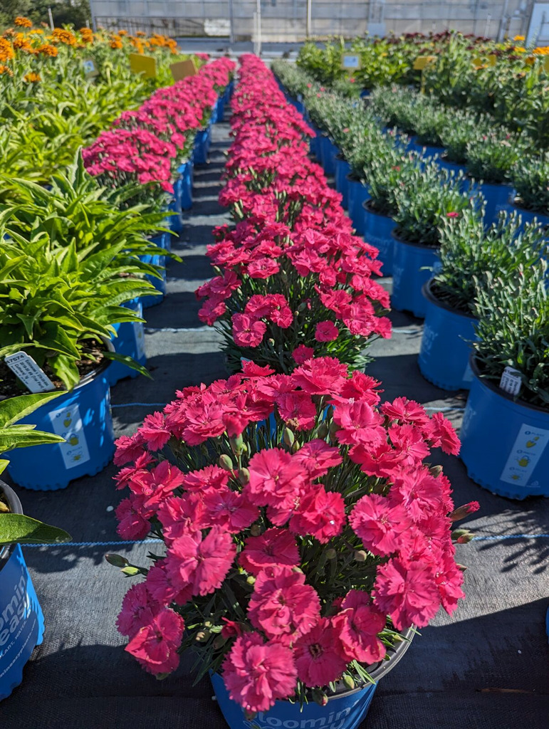 Glamour Time™ Carnation