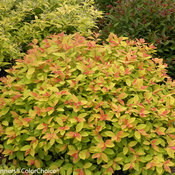 Spiraea japonica 'Tracy' PP21588