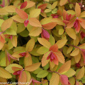 Spiraea japonica 'Tracy' PP21588
