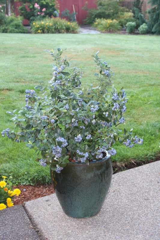 Vaccinium corymbosum