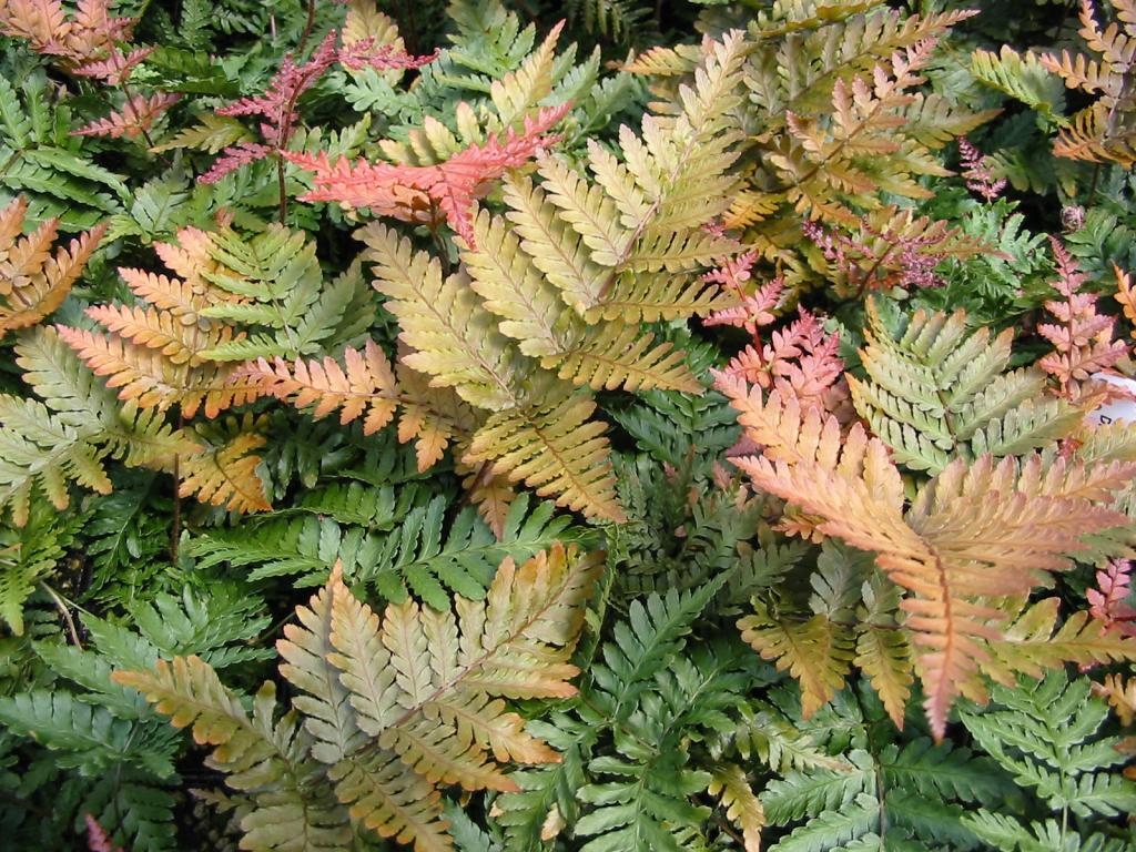 Dryopteris koidzumiana