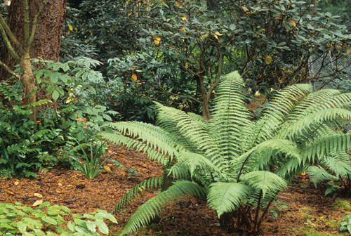 Dryopteris wallichiana