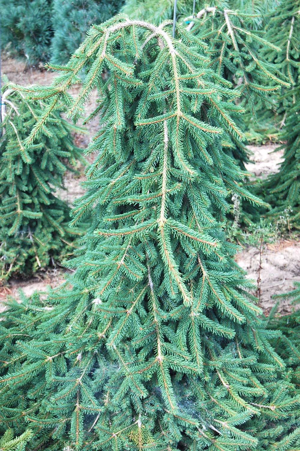 Picea abies 'Frohburg'
