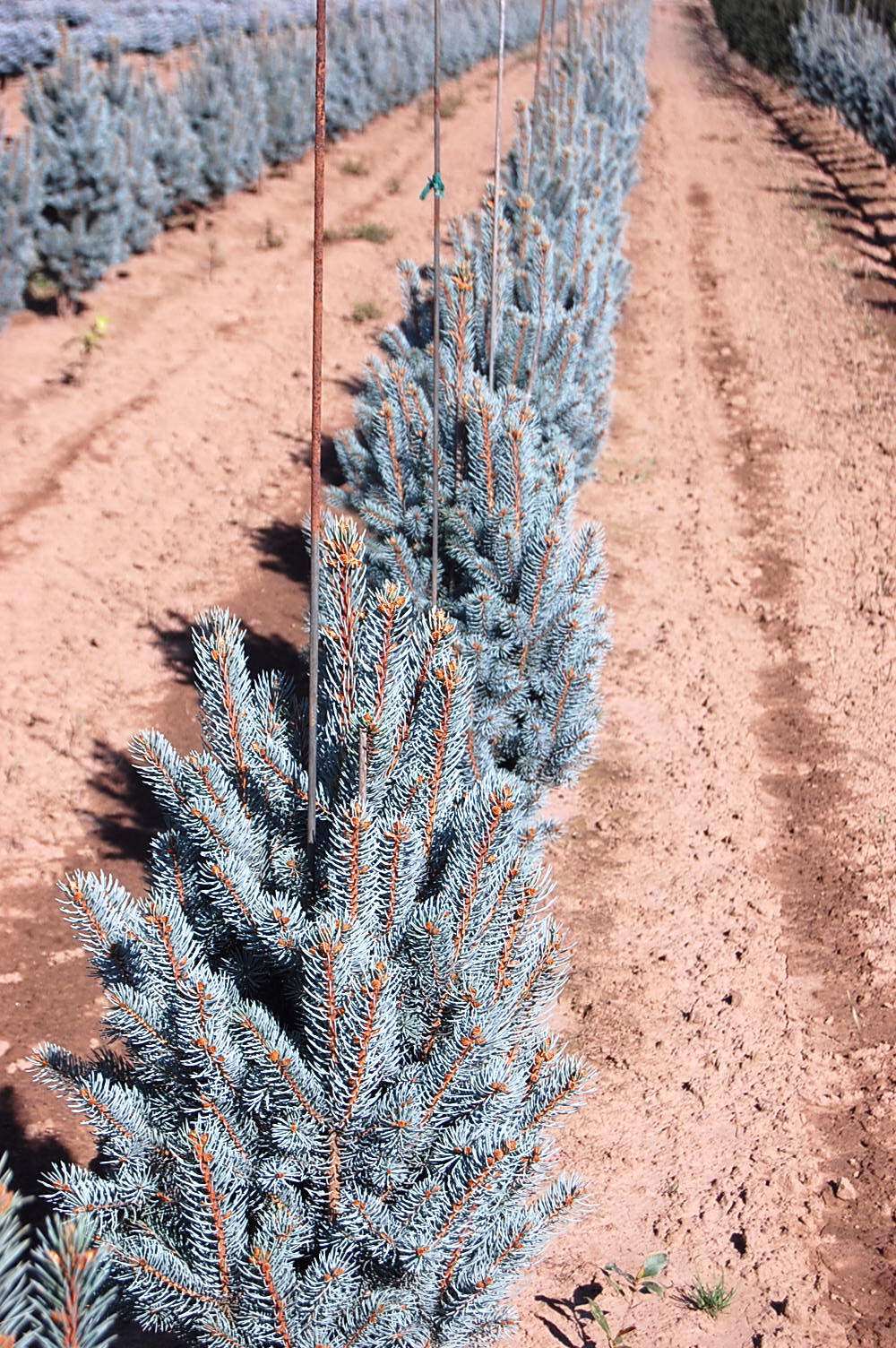 Picea pungens 'Fastigiata'