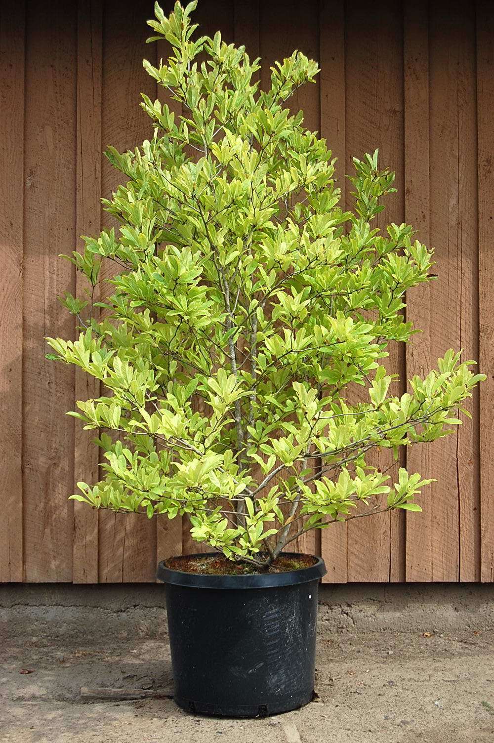 Magnolia stellata 'Royal Star'