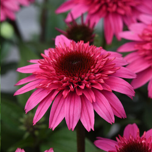 Double Scoop™ Watermelon Deluxe Coneflower