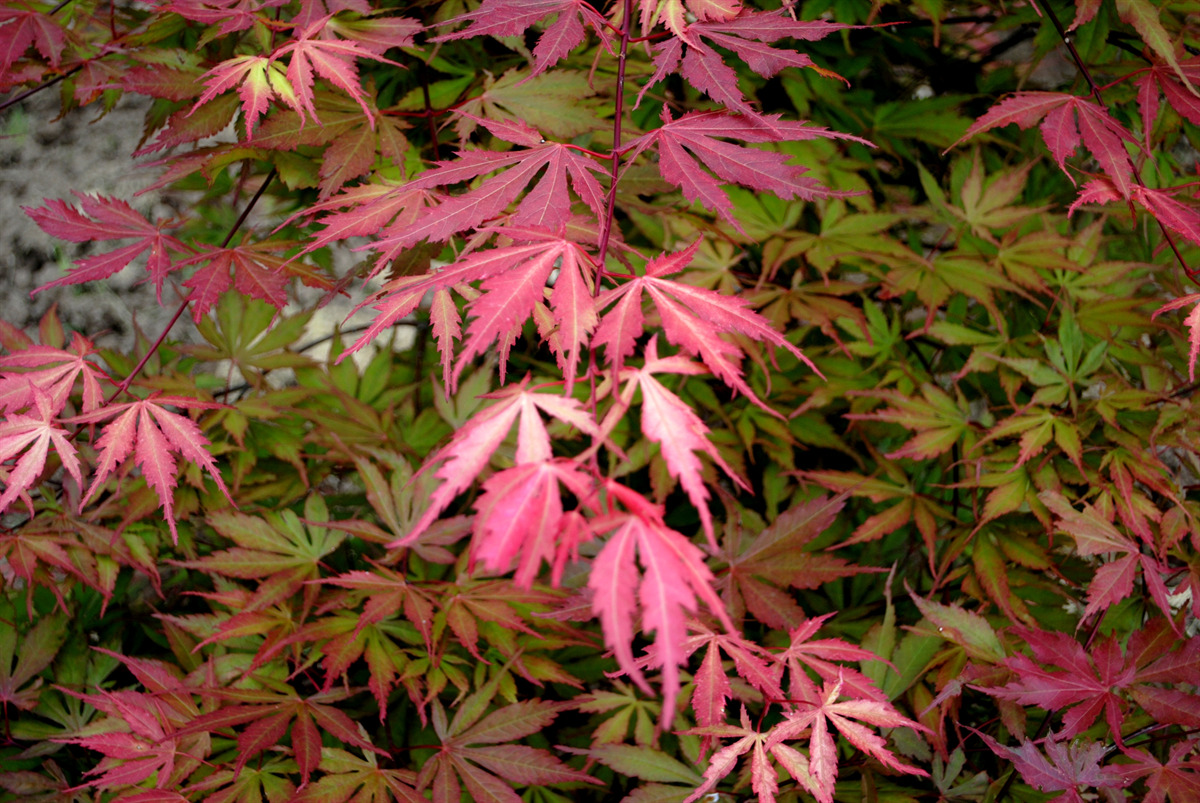 Acer palmatum 'Ed's Carmine'