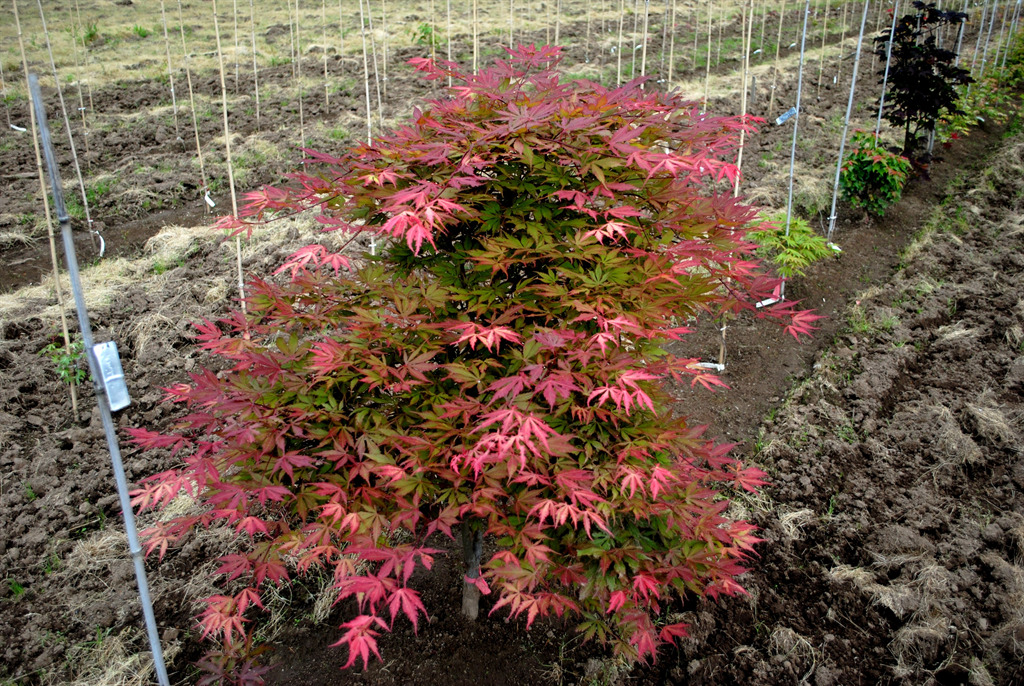 Acer palmatum 'Ed's Carmine'