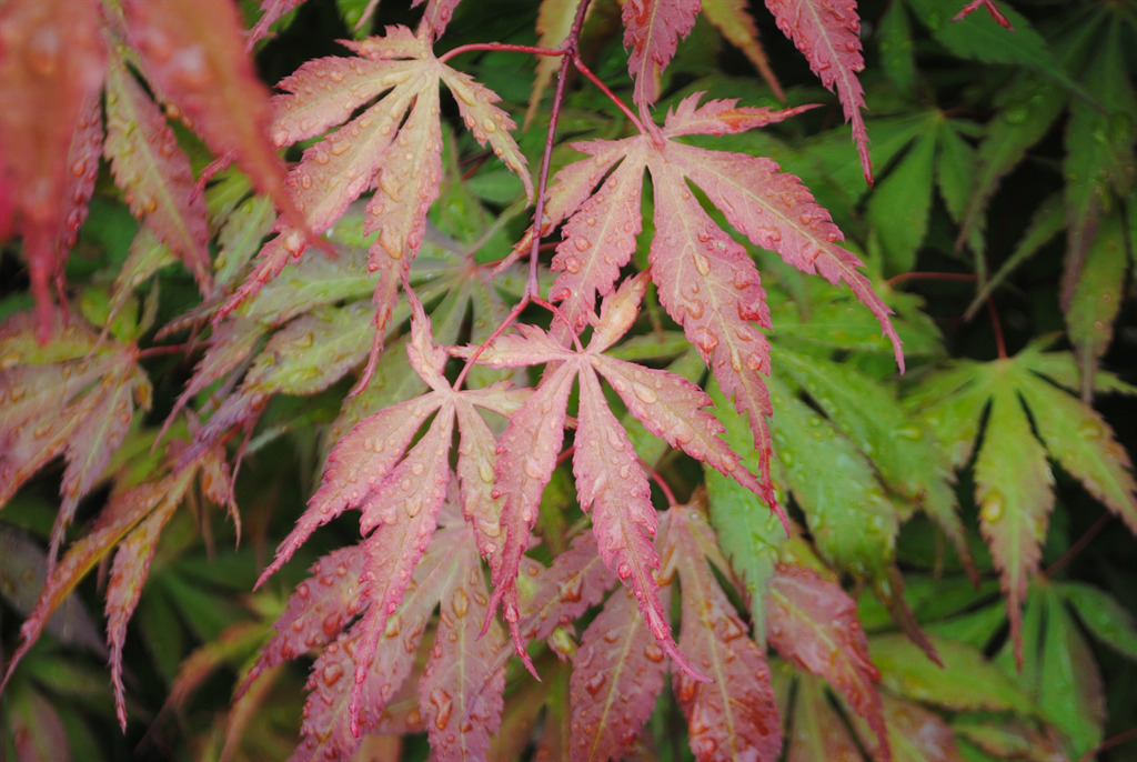 Acer palmatum 'Ed's Carmine'