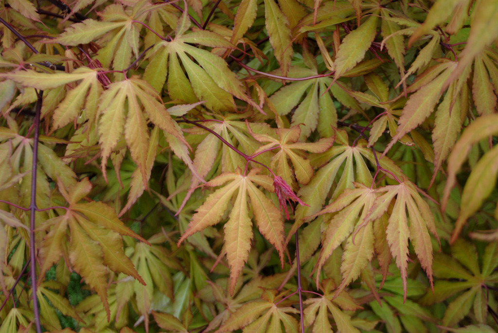 Acer palmatum 'Ed's Carmine'