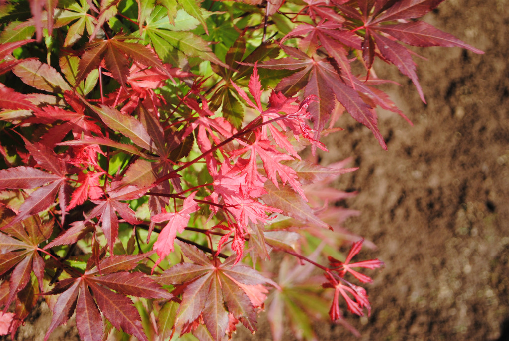 Acer palmatum 'Ed's Carmine'
