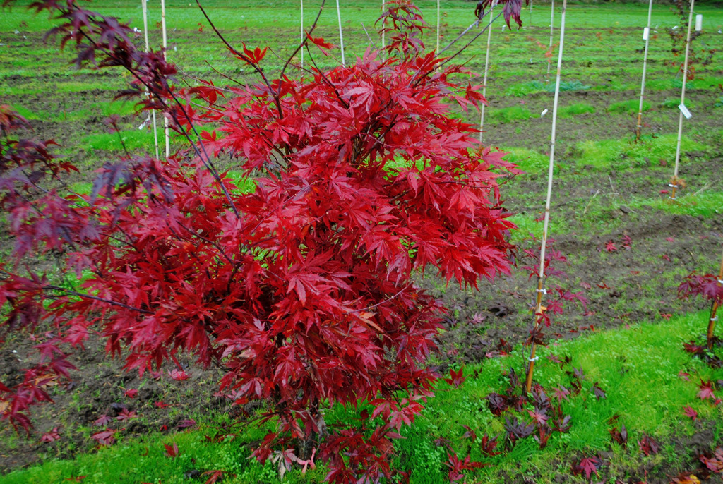 Acer palmatum 'Ed's Carmine'