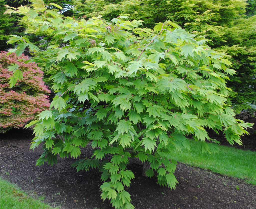 Acer japonicum 'Ed Wood'