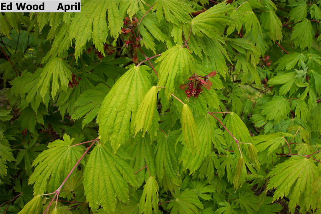 Acer japonicum 'Ed Wood'