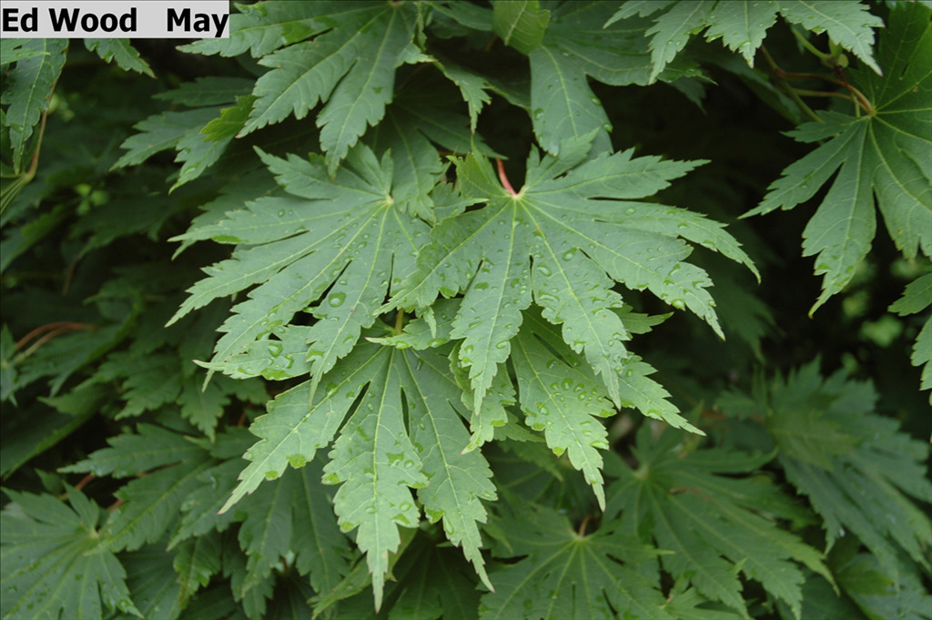 Acer japonicum 'Ed Wood'