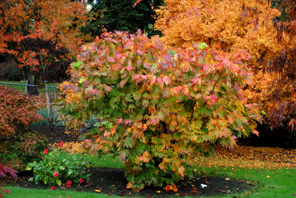 Acer japonicum 'Ed Wood'