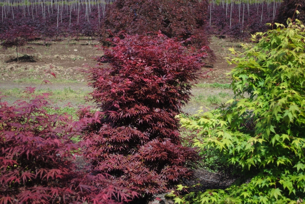Acer palmatum 'Elizabeth'