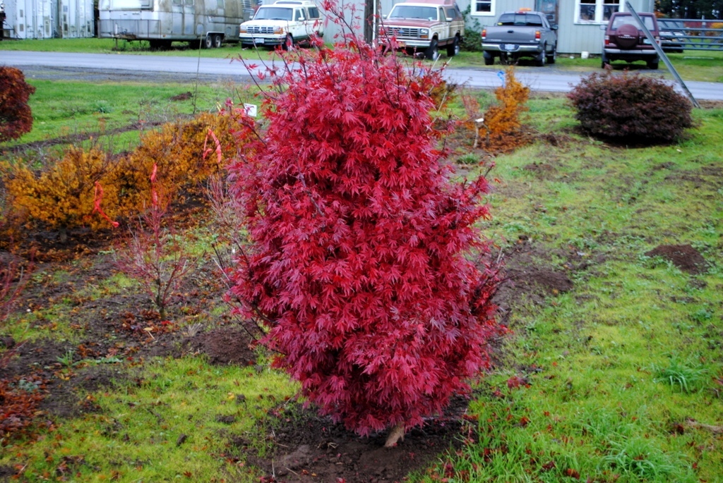 Acer palmatum 'Elizabeth'