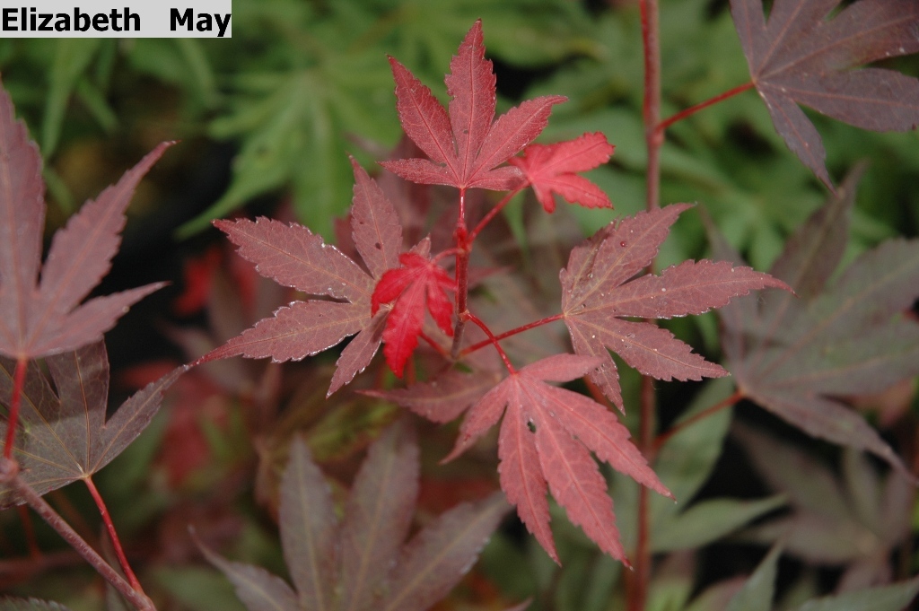 Acer palmatum 'Elizabeth'