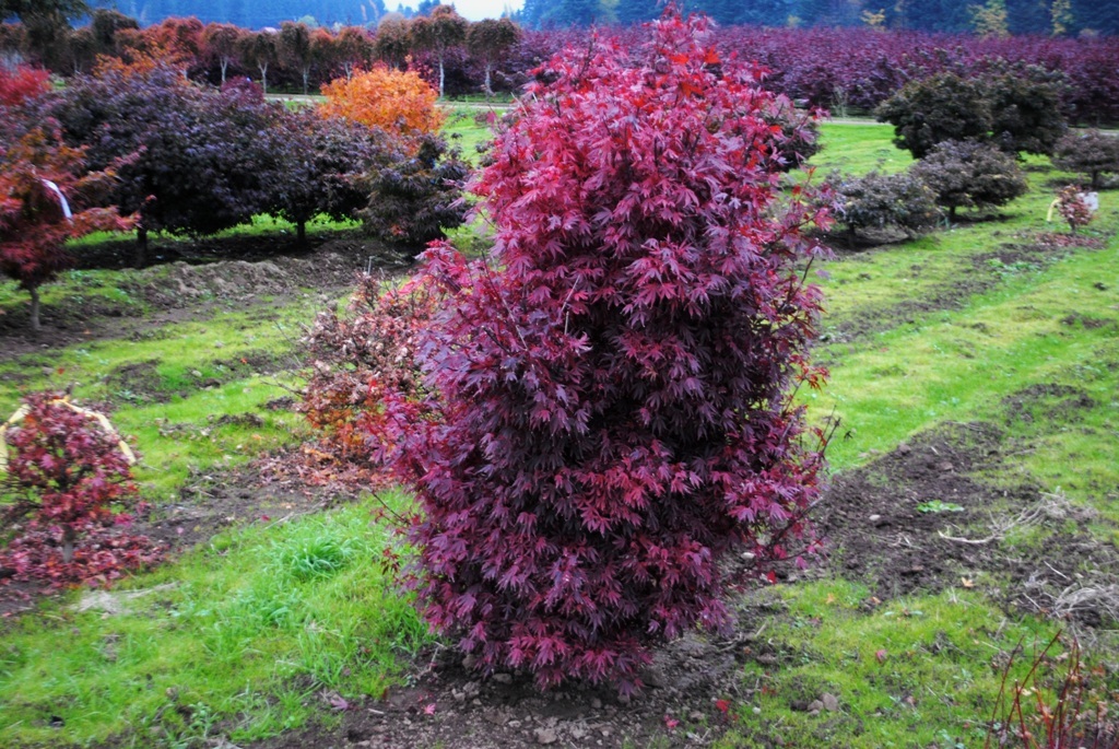 Acer palmatum 'Elizabeth'