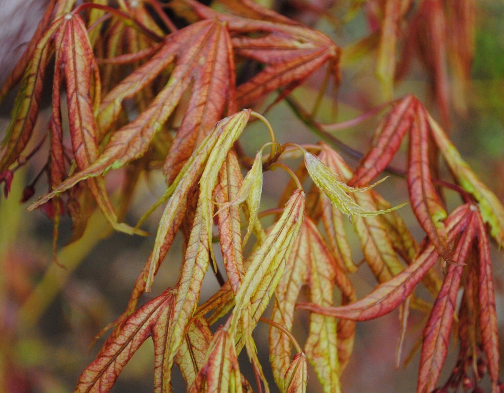 Acer palmatum 'Elmwood'