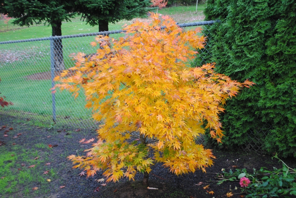 Acer palmatum 'Elmwood'