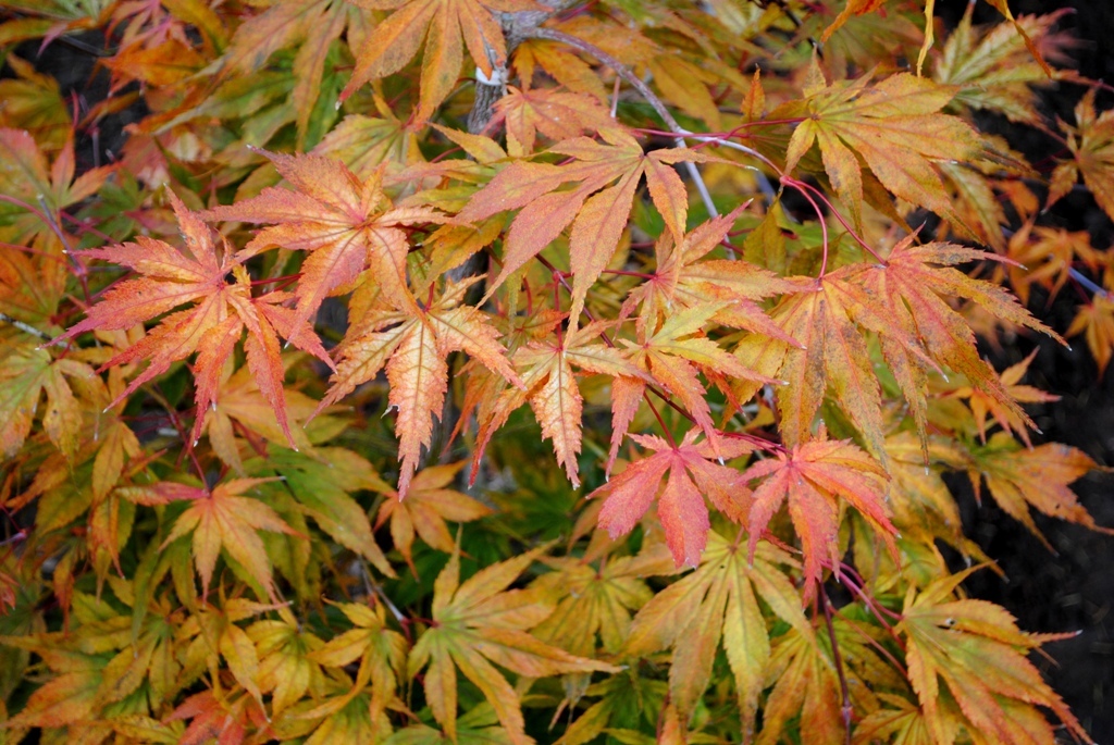Acer palmatum 'Elmwood'